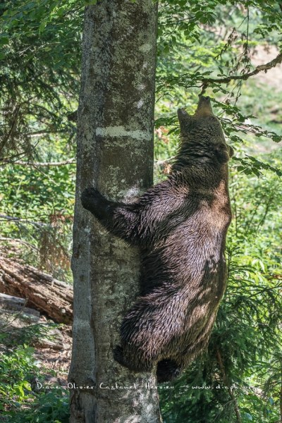 Ours brun d'Europe (Ursus arctos arctos)