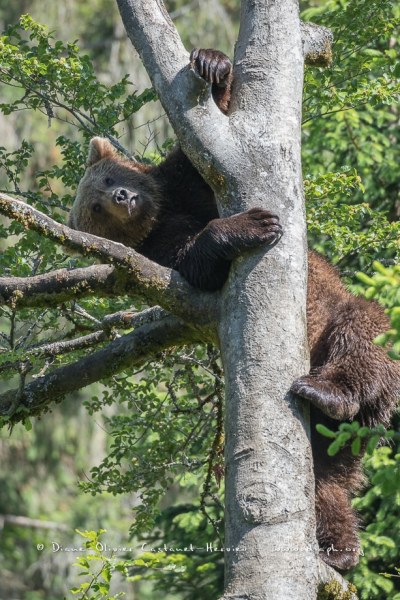 Ours brun d'Europe (Ursus arctos arctos)