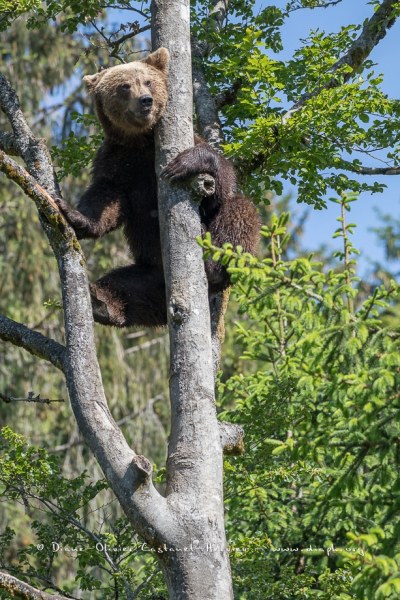 Ours brun d'Europe (Ursus arctos arctos)