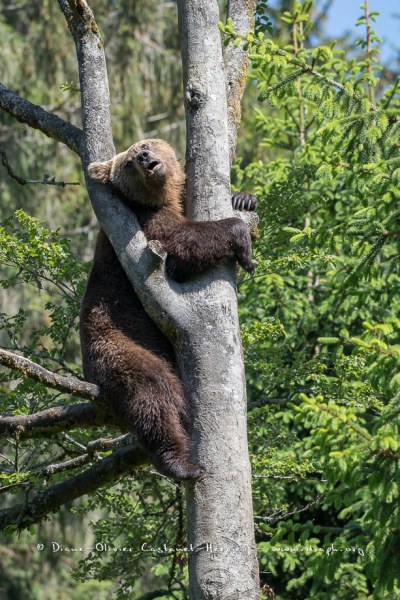 Ours brun d'Europe (Ursus arctos arctos)