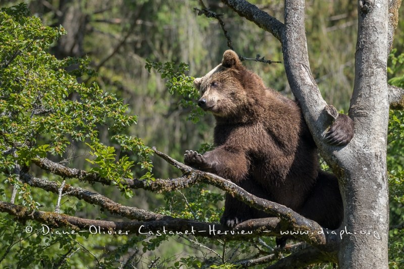 Ours brun d'Europe (Ursus arctos arctos)