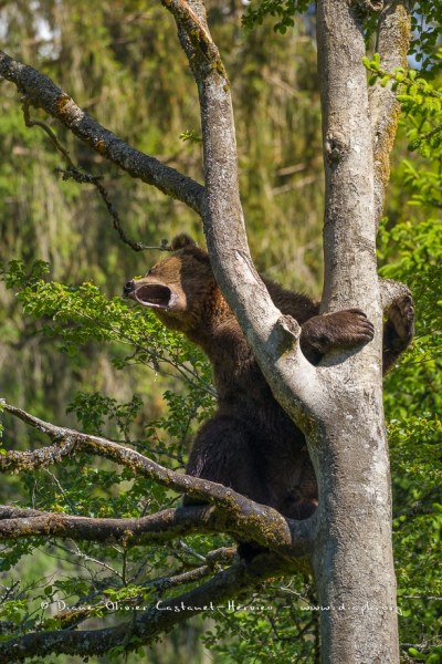 Ours brun d'Europe (Ursus arctos arctos)