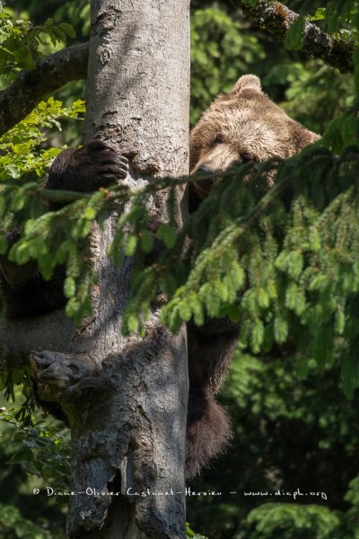 Ours brun d'Europe (Ursus arctos arctos)