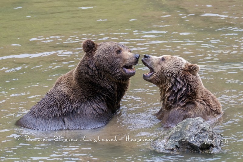 Ours brun d'Europe (Ursus arctos arctos)