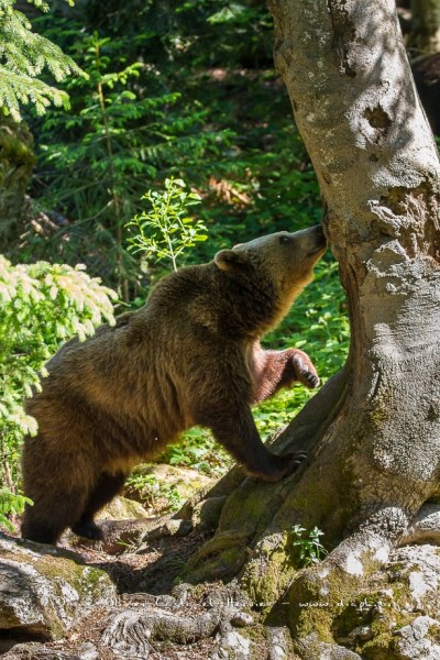 Ours brun d'Europe (Ursus arctos arctos)