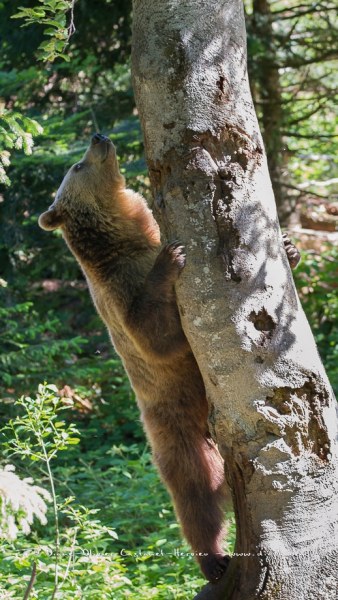 Ours brun d'Europe (Ursus arctos arctos)