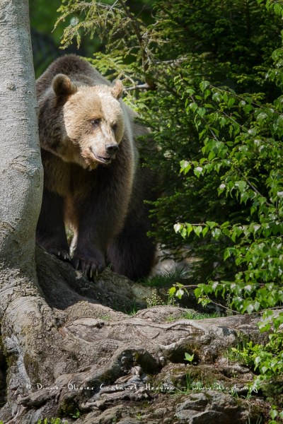 Ours brun d'Europe (Ursus arctos arctos)