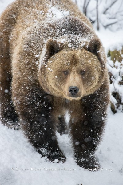 Ours brun d'Europe (Ursus arctos arctos)