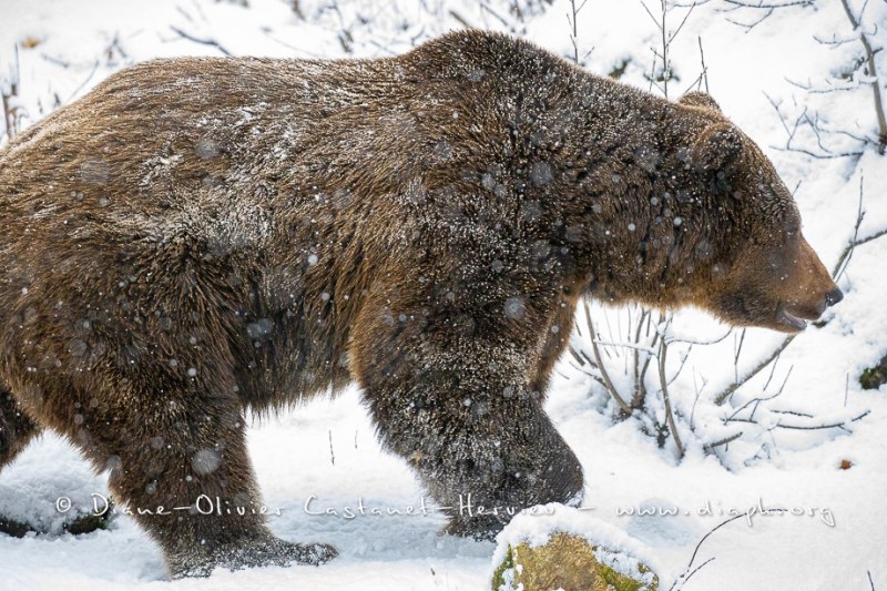 Ours brun d'Europe (Ursus arctos arctos)