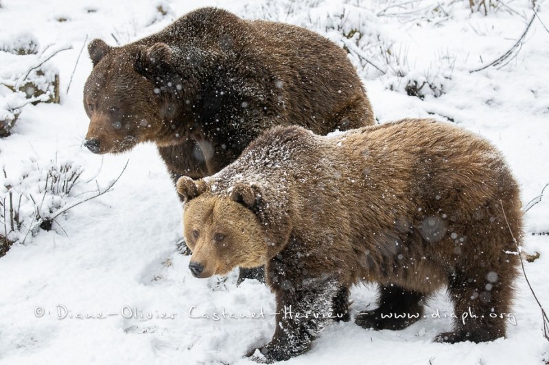 Ours brun d'Europe (Ursus arctos arctos)