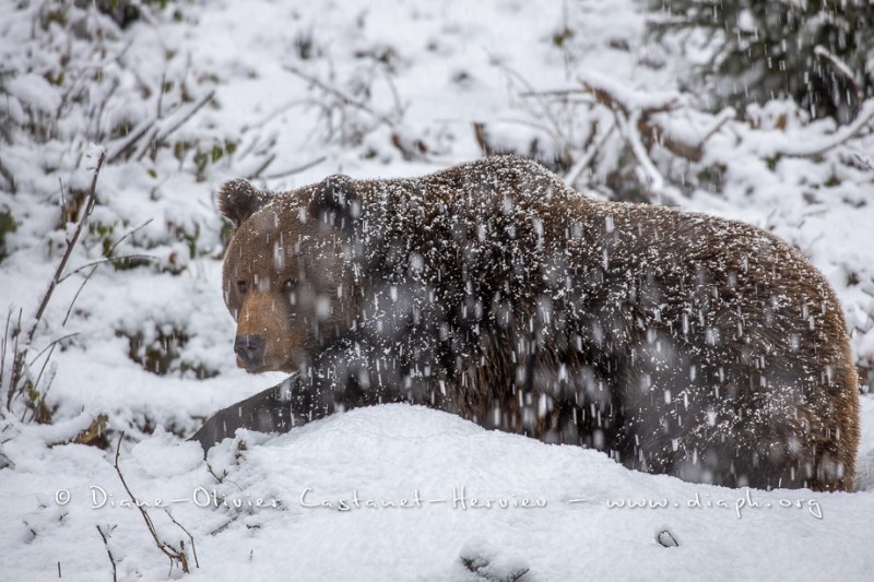 Ours brun d'Europe (Ursus arctos arctos)