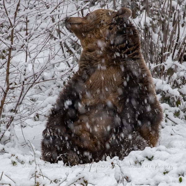 Ours brun d'Europe (Ursus arctos arctos)