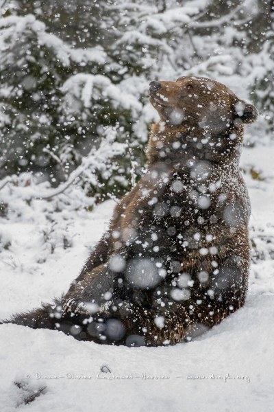 Ours brun d'Europe (Ursus arctos arctos)