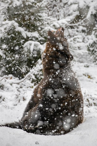 Ours brun d'Europe (Ursus arctos arctos)