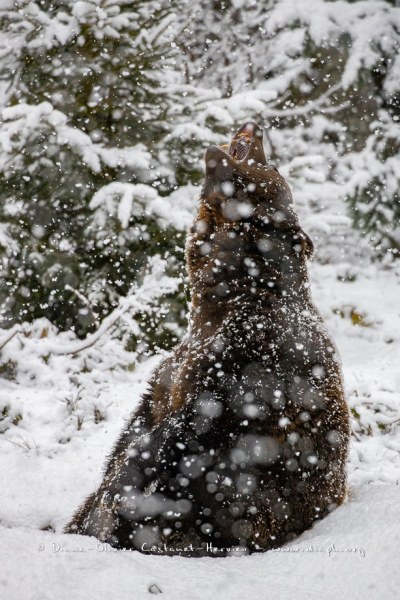 Ours brun d'Europe (Ursus arctos arctos)