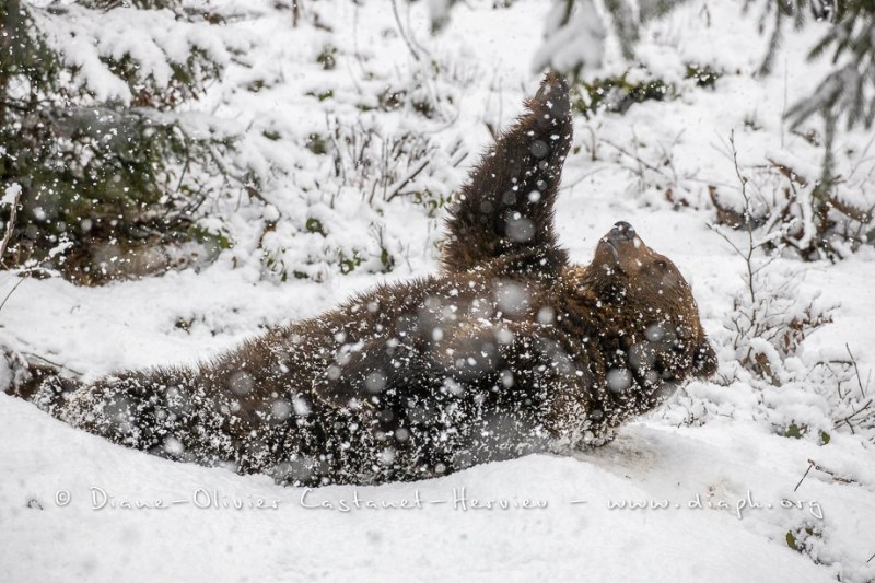 Ours brun d'Europe (Ursus arctos arctos)