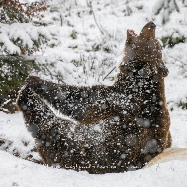 Ours brun d'Europe (Ursus arctos arctos)