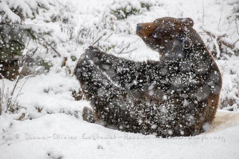 Ours brun d'Europe (Ursus arctos arctos)