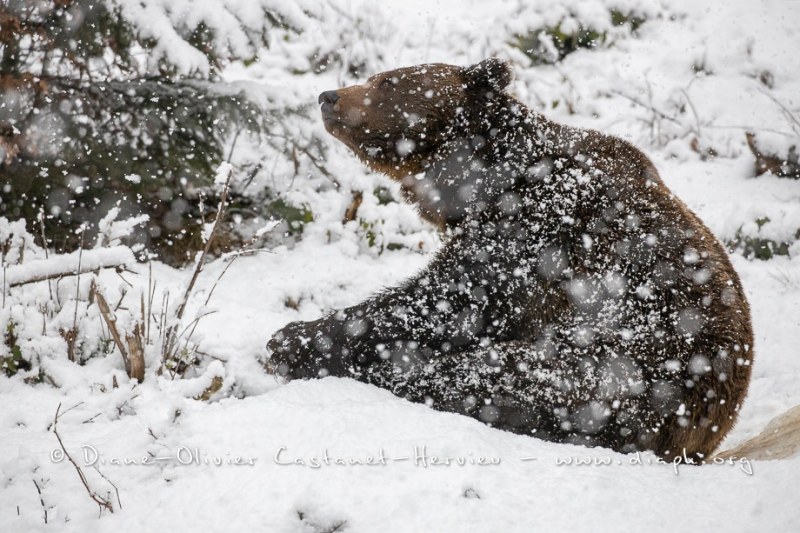 Ours brun d'Europe (Ursus arctos arctos)