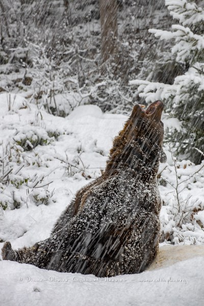 Ours brun d'Europe (Ursus arctos arctos)