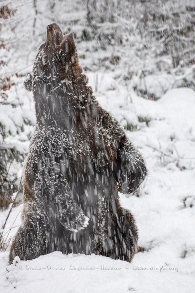 Ours brun d'Europe (Ursus arctos arctos)