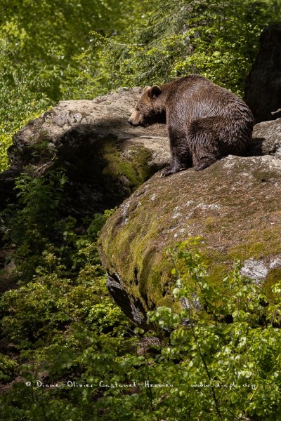 Ours brun d'Europe (Ursus arctos arctos)