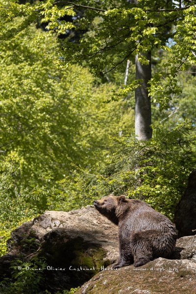 Ours brun d'Europe (Ursus arctos arctos)