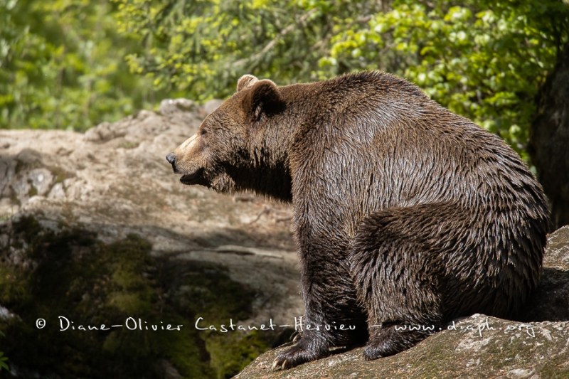 Ours brun d'Europe (Ursus arctos arctos)