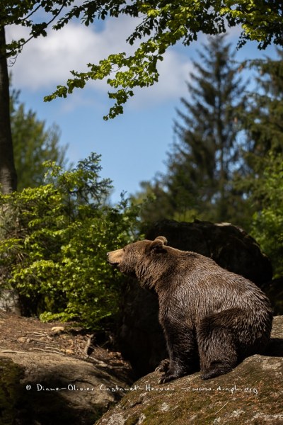 Ours brun d'Europe (Ursus arctos arctos)