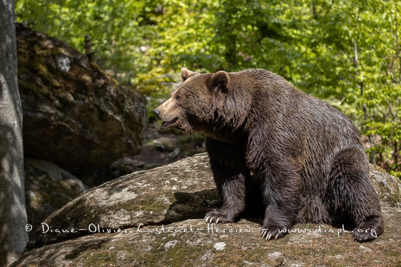 Ours brun d'Europe (Ursus arctos arctos)