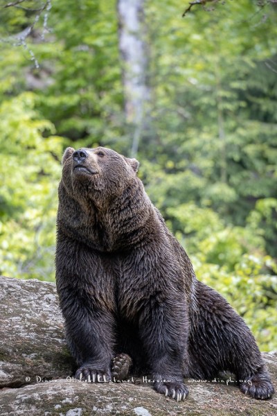 Ours brun d'Europe (Ursus arctos arctos)