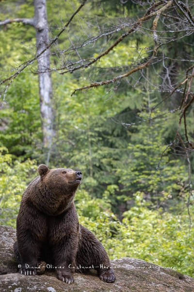 Ours brun d'Europe (Ursus arctos arctos)