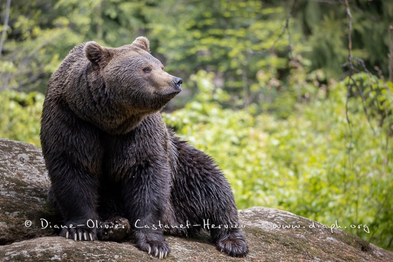 Ours brun d'Europe (Ursus arctos arctos)