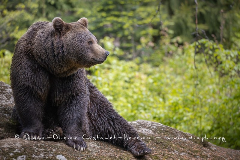 Ours brun d'Europe (Ursus arctos arctos)