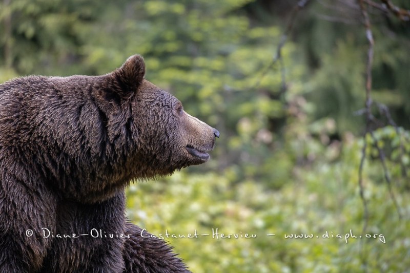 Ours brun d'Europe (Ursus arctos arctos)