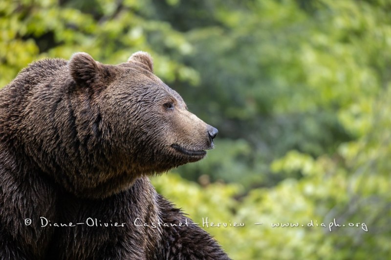 Ours brun d'Europe (Ursus arctos arctos)