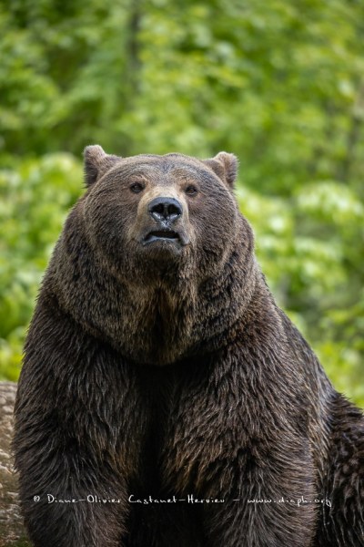 Ours brun d'Europe (Ursus arctos arctos)