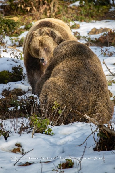 Ours brun d'Europe (Ursus arctos arctos)