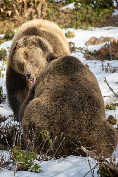 Ours brun d'Europe (Ursus arctos arctos)