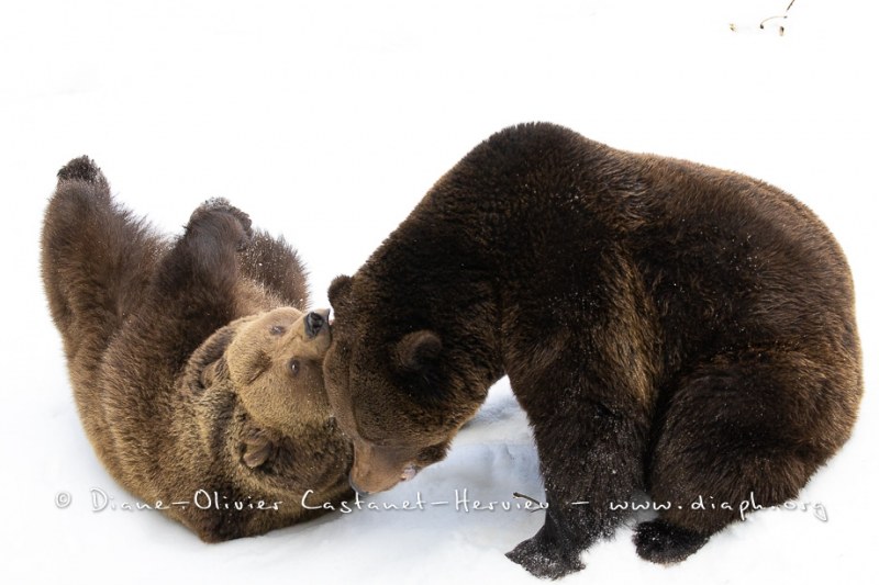 Ours brun d'Europe (Ursus arctos arctos)