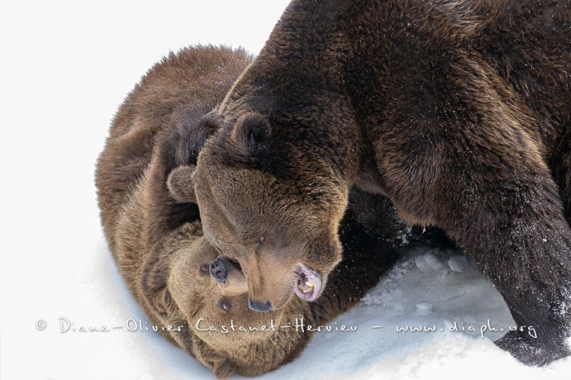 Ours brun d'Europe (Ursus arctos arctos)