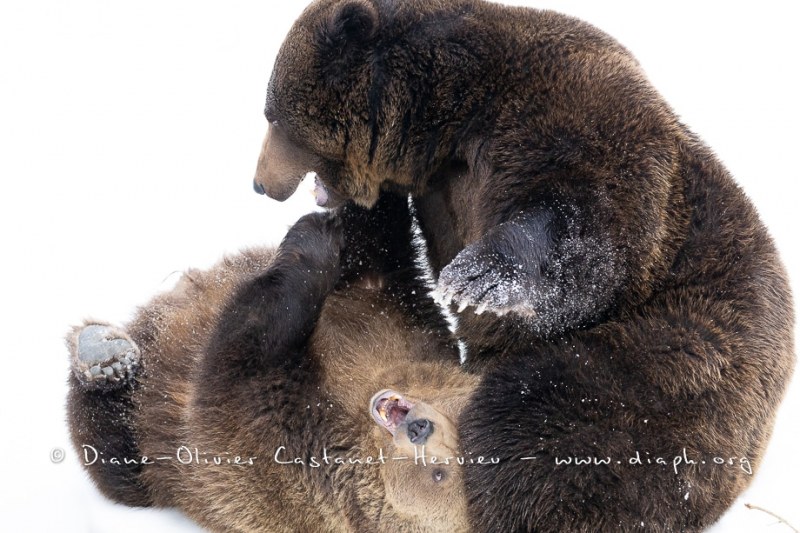 Ours brun d'Europe (Ursus arctos arctos)