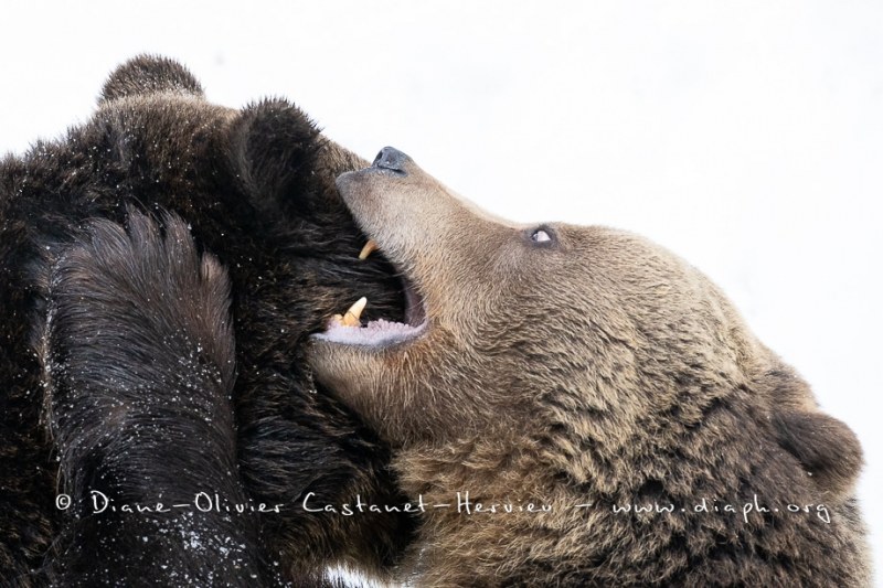 Ours brun d'Europe (Ursus arctos arctos)