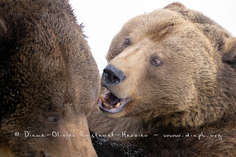 Ours brun d'Europe (Ursus arctos arctos)