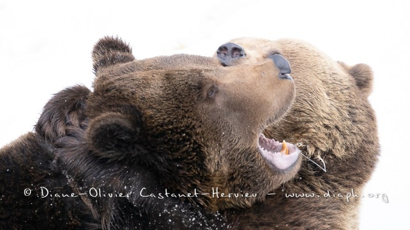 Ours brun d'Europe (Ursus arctos arctos)