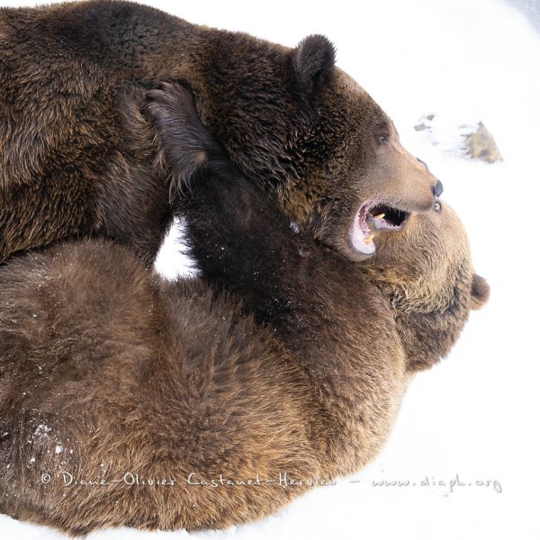 Ours brun d'Europe (Ursus arctos arctos)