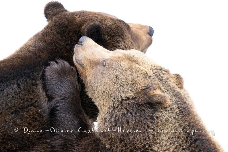 Ours brun d'Europe (Ursus arctos arctos)