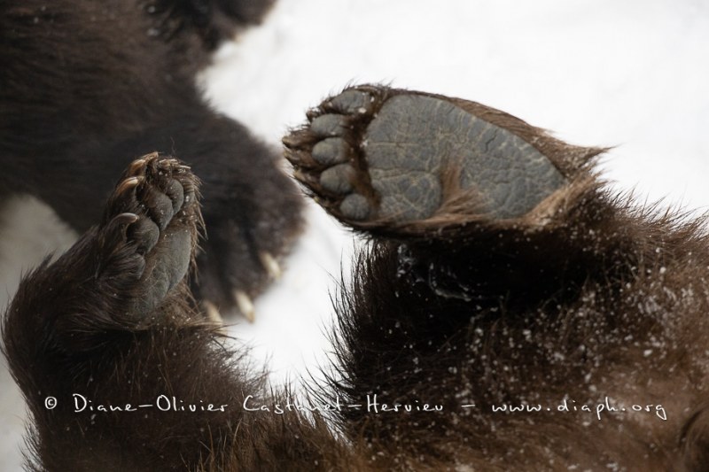 Ours brun d'Europe (Ursus arctos arctos)