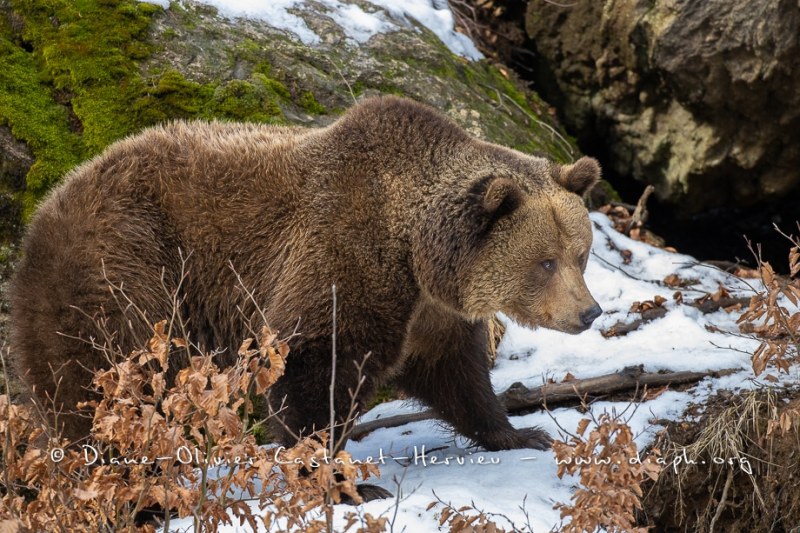 Ours brun d'Europe (Ursus arctos arctos)