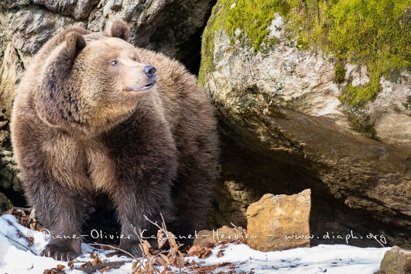 Ours brun d'Europe (Ursus arctos arctos)